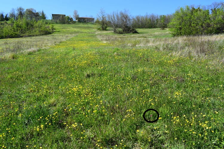 Serapias da identificare